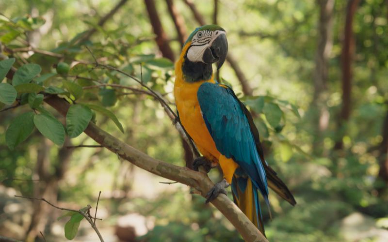 Ecoturismo na Amazônia: Como Explorar a Floresta de Forma Responsável